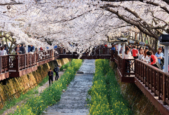 昌原余佐川（樱花）