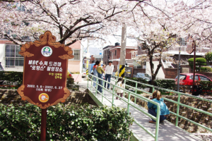 昌原余佐川（樱花）