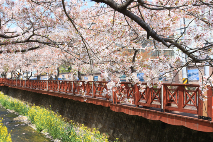 昌原余佐川（樱花）