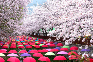 昌原余佐川（樱花）
