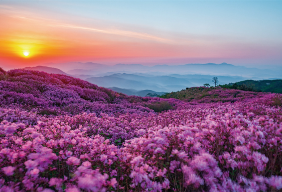 黄梅山郡立公园