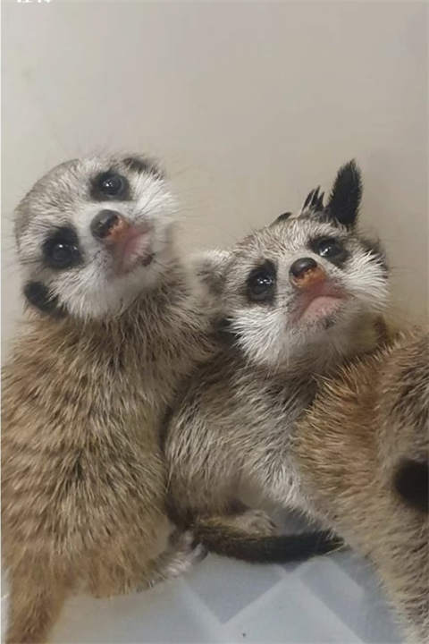 竖-狐獴 竖-狐獴