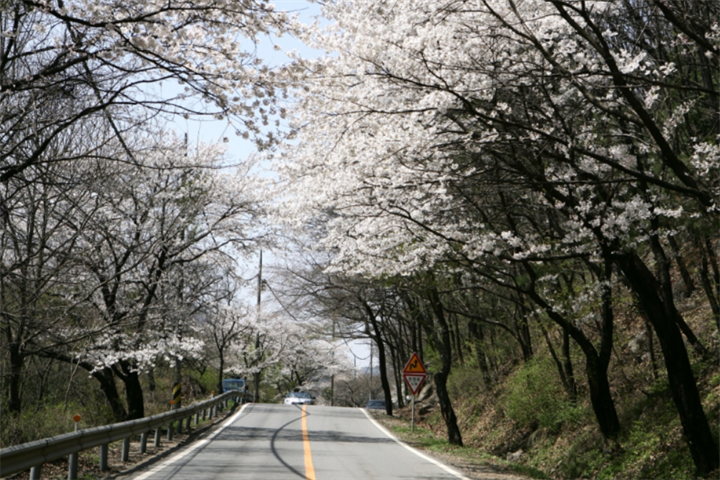 南汉城樱花路 南汉城樱花路