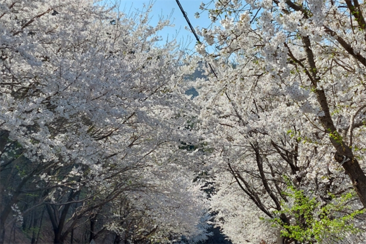 富贵里樱花1 富贵里樱花1
