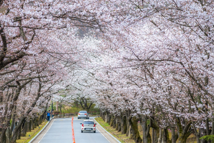 首都圈春季观赏樱花的景点合集（二）