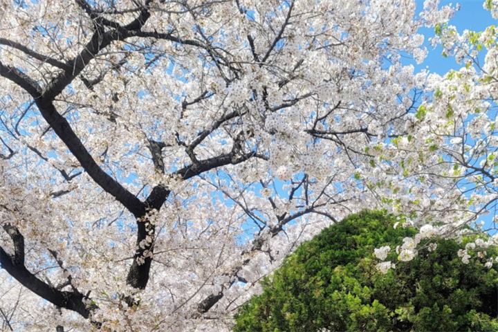首都圈春季观赏樱花的景点合集（一）