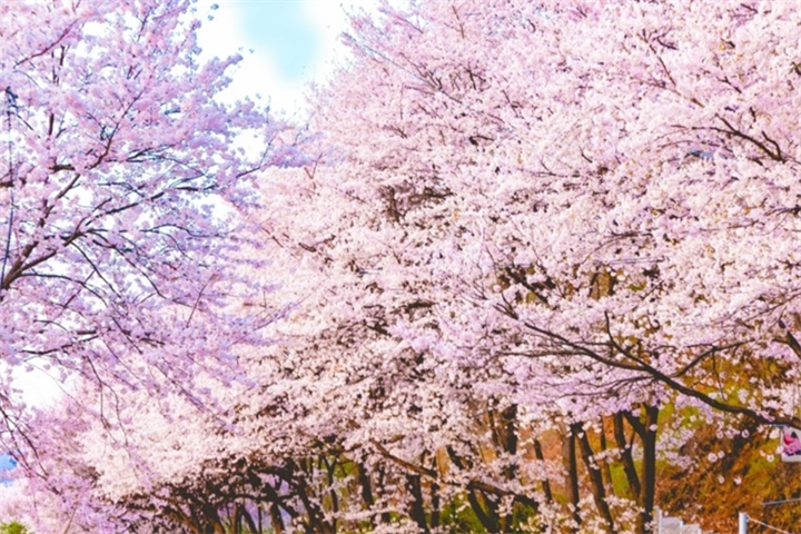 北汉江樱花路 北汉江樱花路