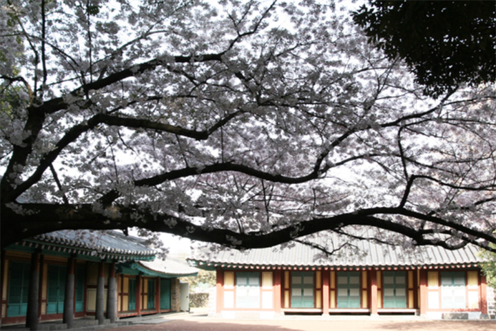 济州大学2 济州大学2