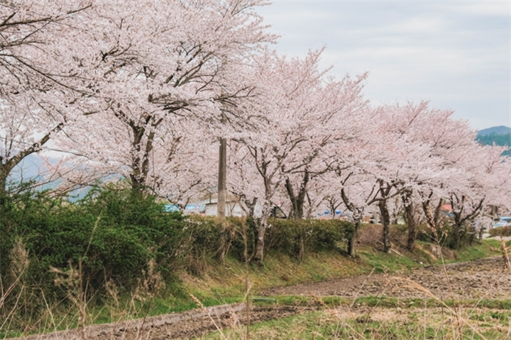 沙坪桥3