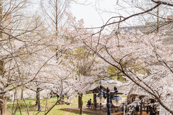 全北大学樱花路1