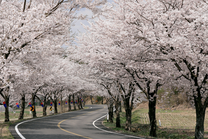 长谷寺樱花路1 长谷寺樱花路1