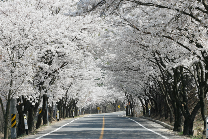 长谷寺樱花路3 长谷寺樱花路3