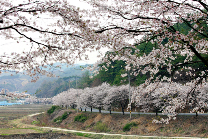 长谷寺樱花路2 长谷寺樱花路2