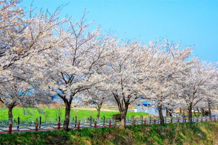 光川樱花路2 光川樱花路2