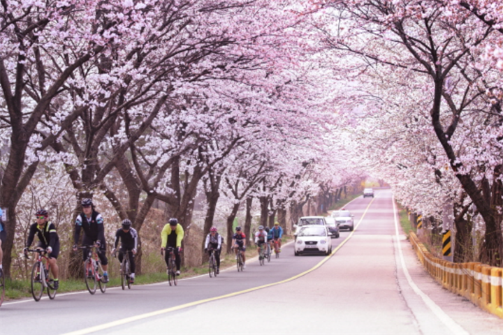 大清湖樱花路3 大清湖樱花路3