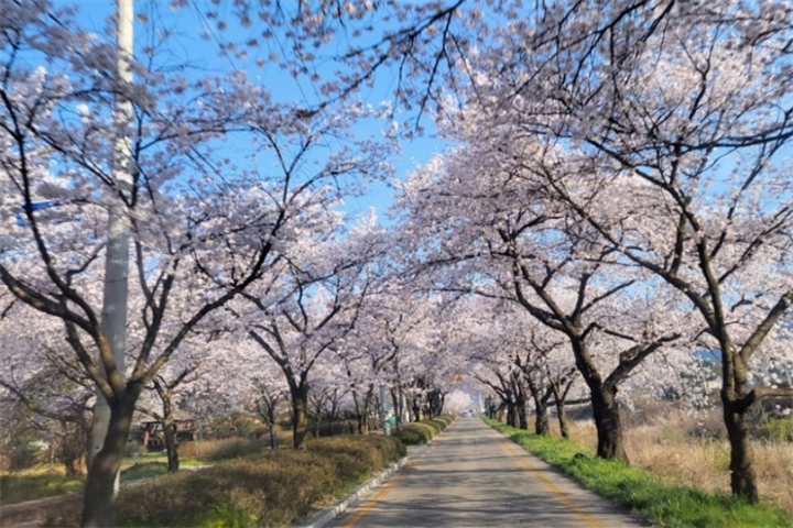 昭阳樱花路1