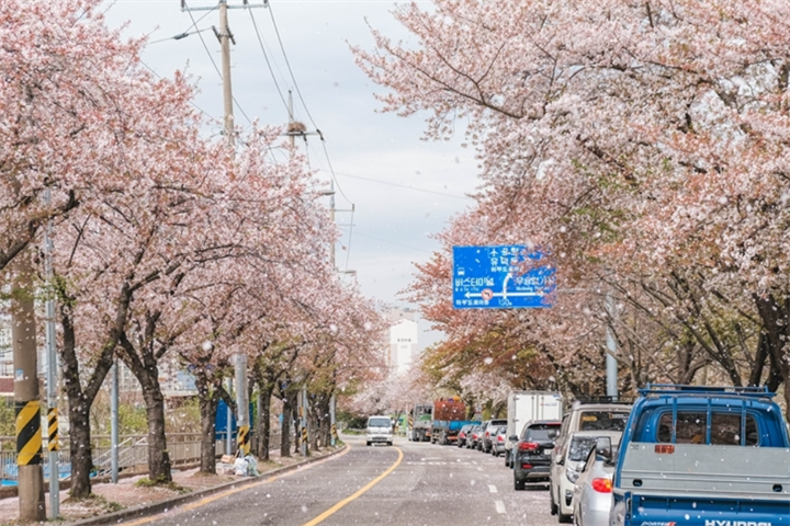 光州川樱花路2