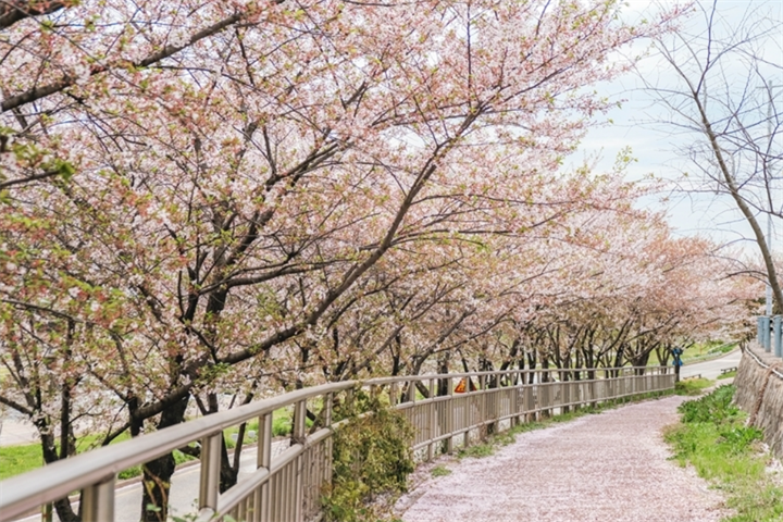 光州川樱花路1