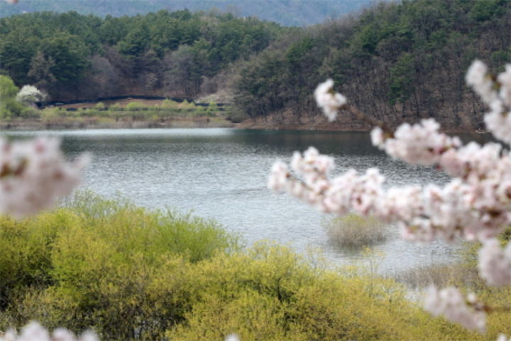 大清湖樱花路1 大清湖樱花路1