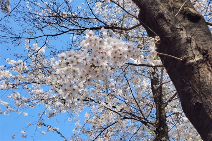 华阳面樱花路