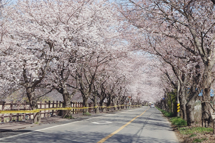 舟山樱花路2 舟山樱花路2
