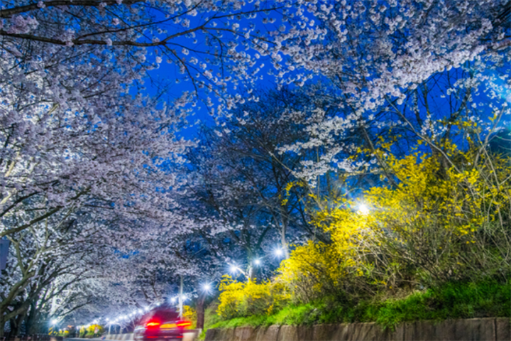 求礼樱花路2