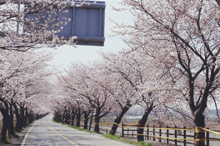 舟山樱花路1 舟山樱花路1