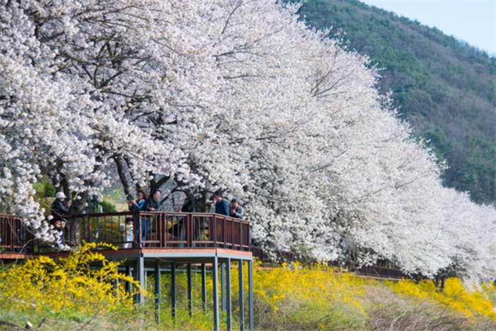 求礼樱花路1