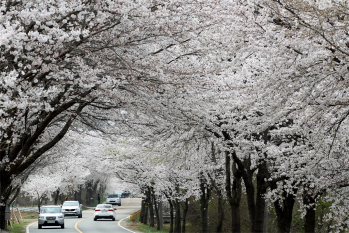 大清湖樱花路2 大清湖樱花路2
