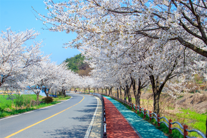 光川樱花路1 光川樱花路1