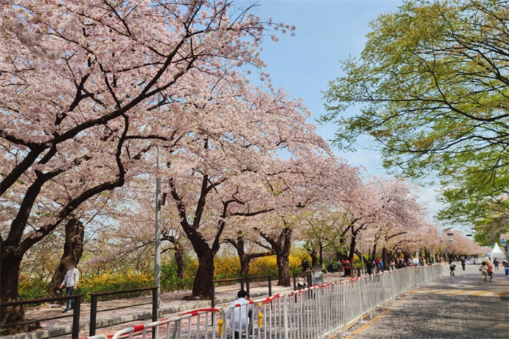 樱花庆典2