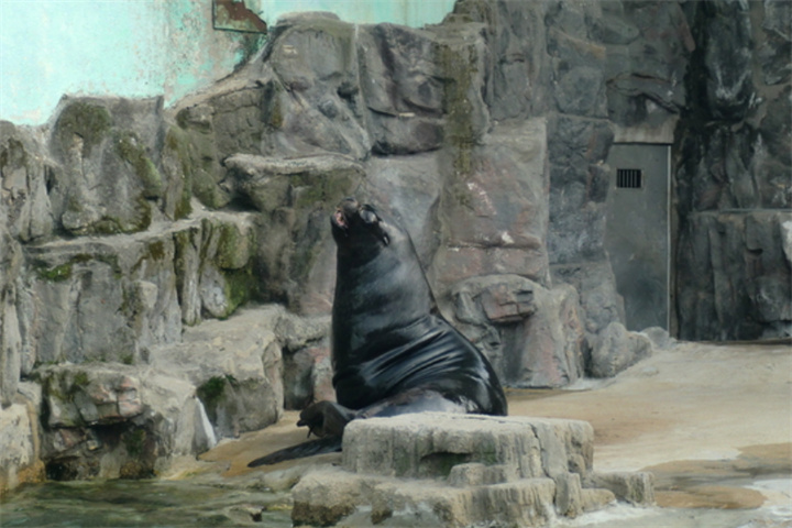 海豹2 海豹2