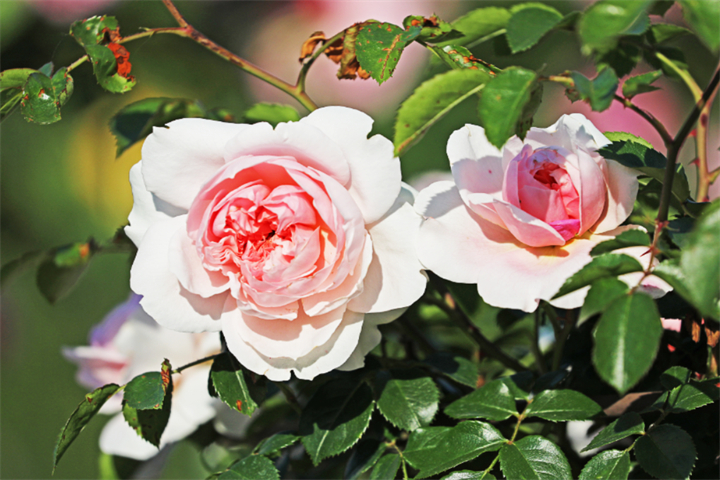 玫瑰花4 玫瑰花4