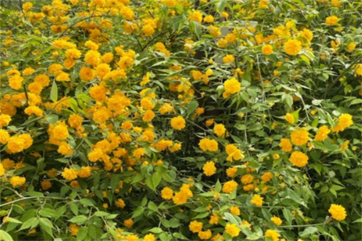 花2 花2
