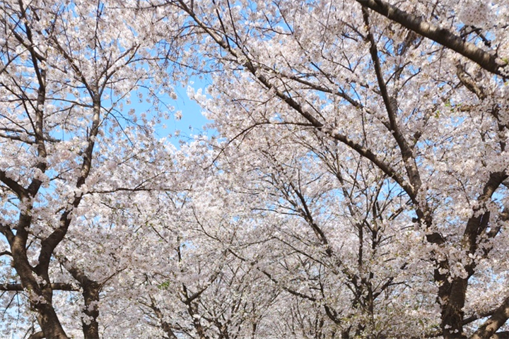 樱花1