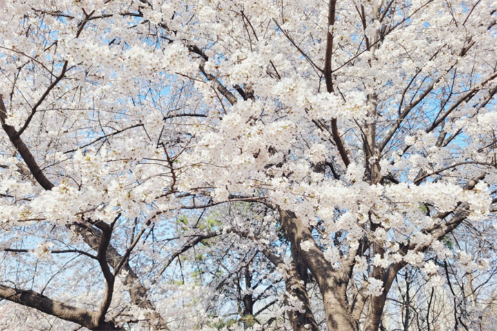 樱花1 樱花1