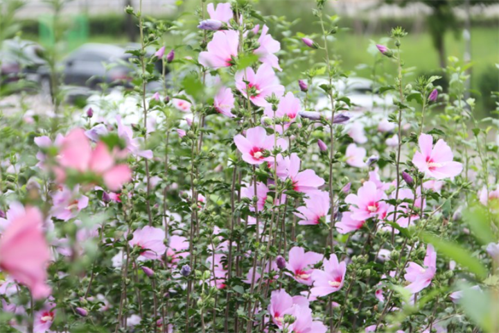 木槿花1 木槿花1