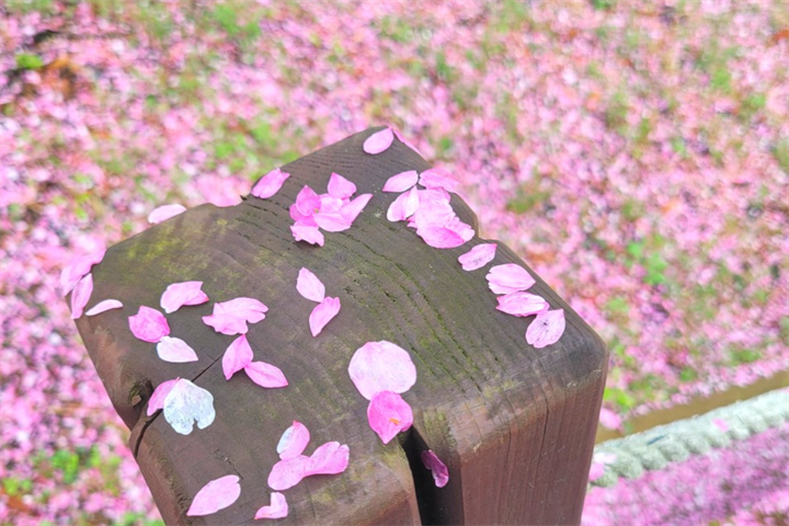 花瓣 花瓣