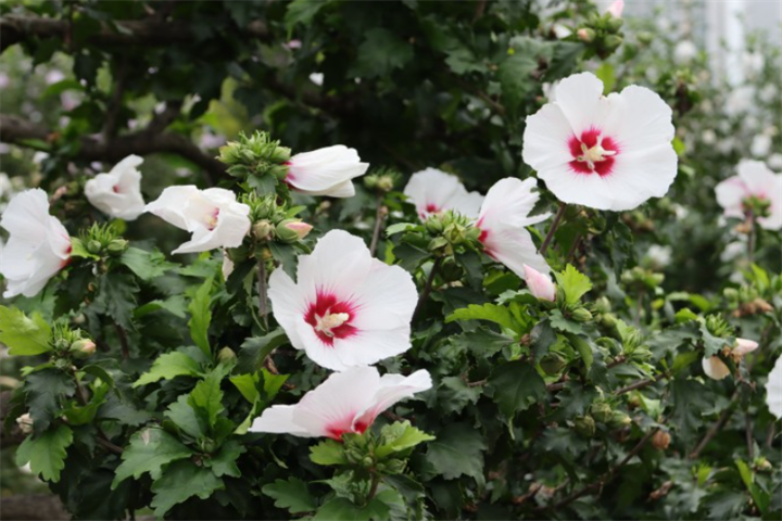 木槿花2