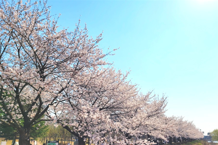 樱花2 樱花2