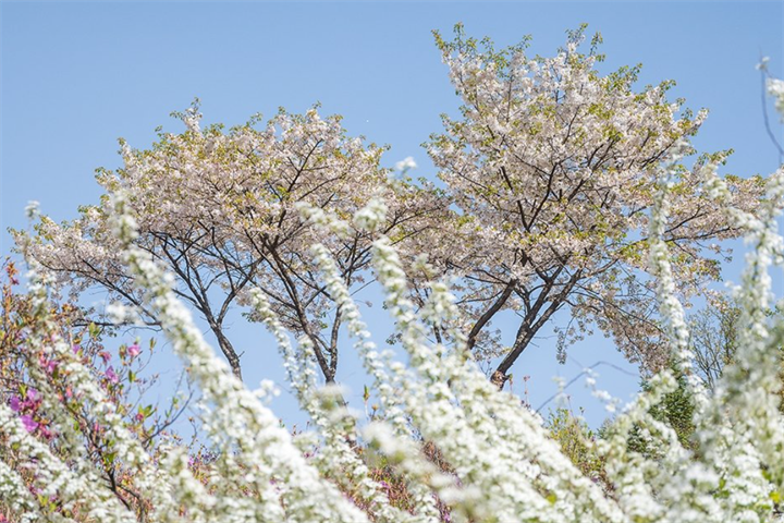 花1 花1