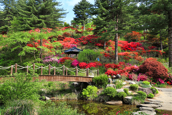 木槿花 木槿花