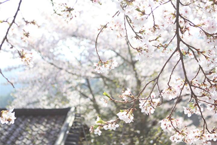 樱花1 樱花1
