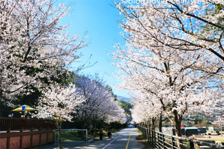 樱花3