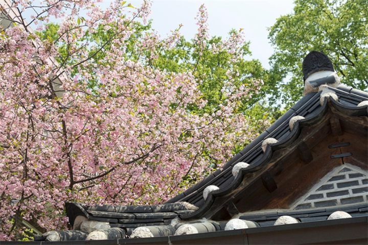 樱花韩屋