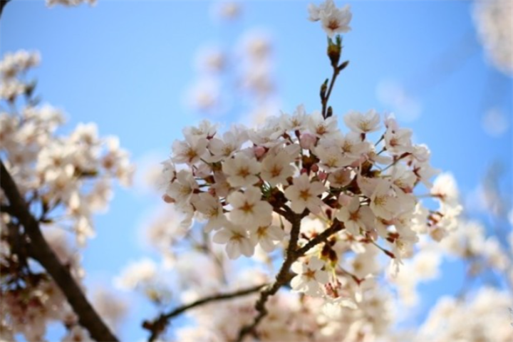 延世樱花1 延世樱花1