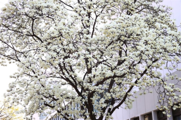 延世樱花3 延世樱花3