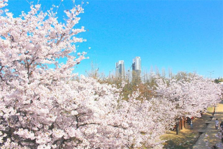 樱花1 樱花1