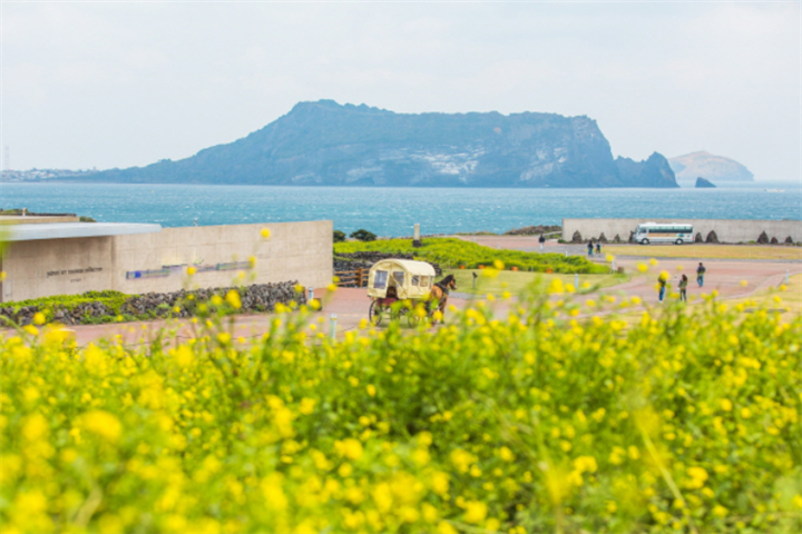 涉地油菜花1