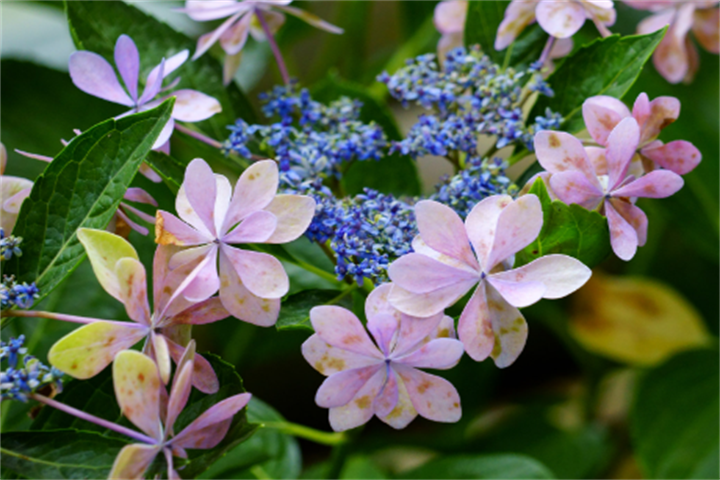 山茶花2 山茶花2